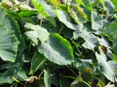 src/IMG_6465.JPG